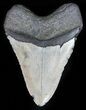 Megalodon Tooth - North Carolina #59038-1